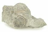 Fossil Edrioasteroid (Isorophus) on Brachiopod - Ohio #277610-1